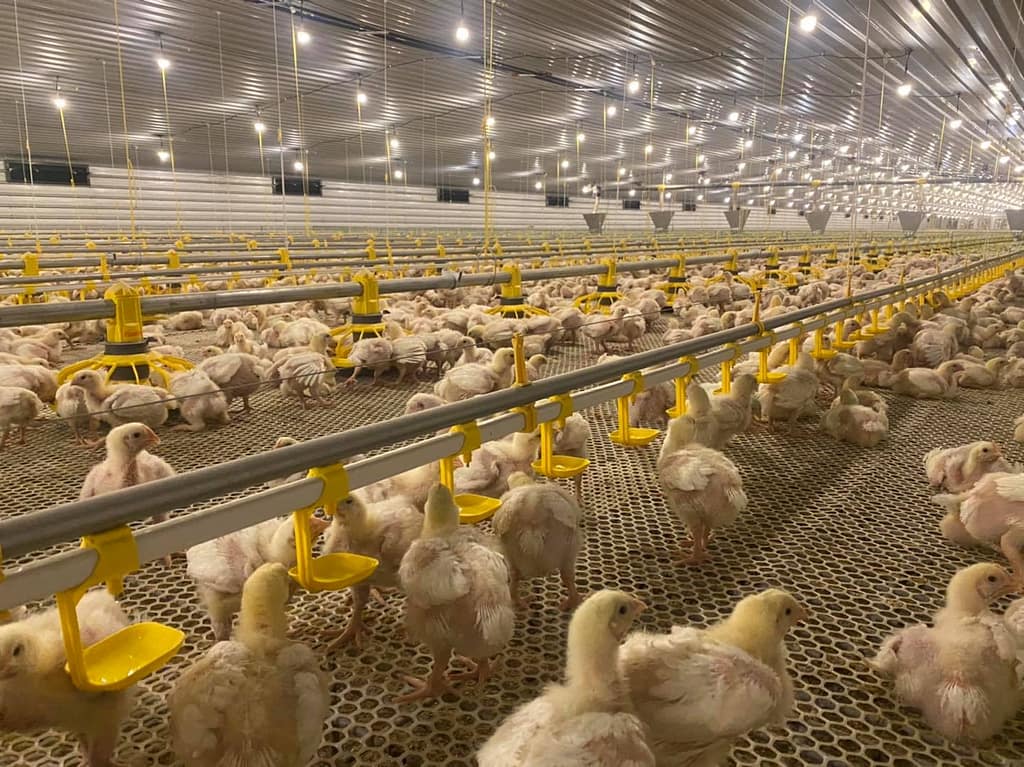 Poultry equipment - Catchoe - China poultry equipment & modern farm