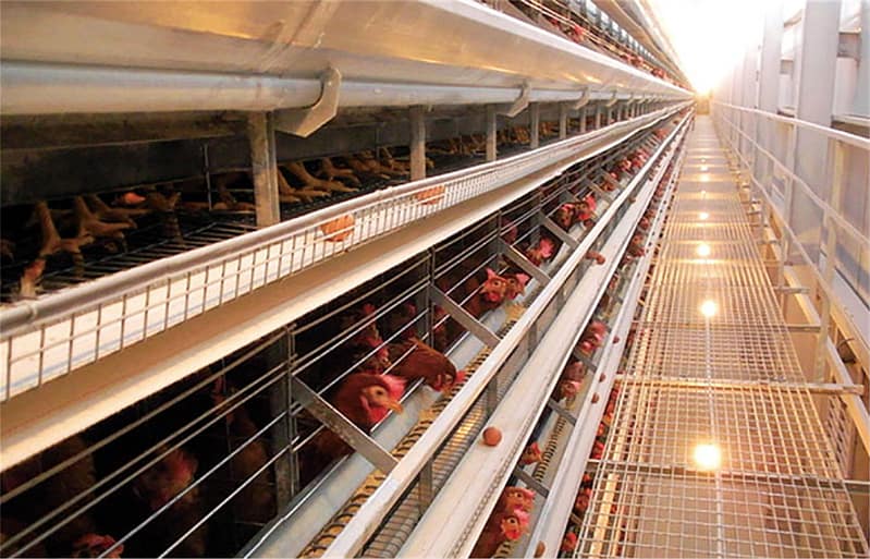 Layer cage system