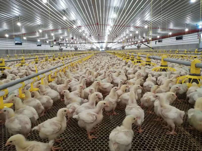 Broiler farm