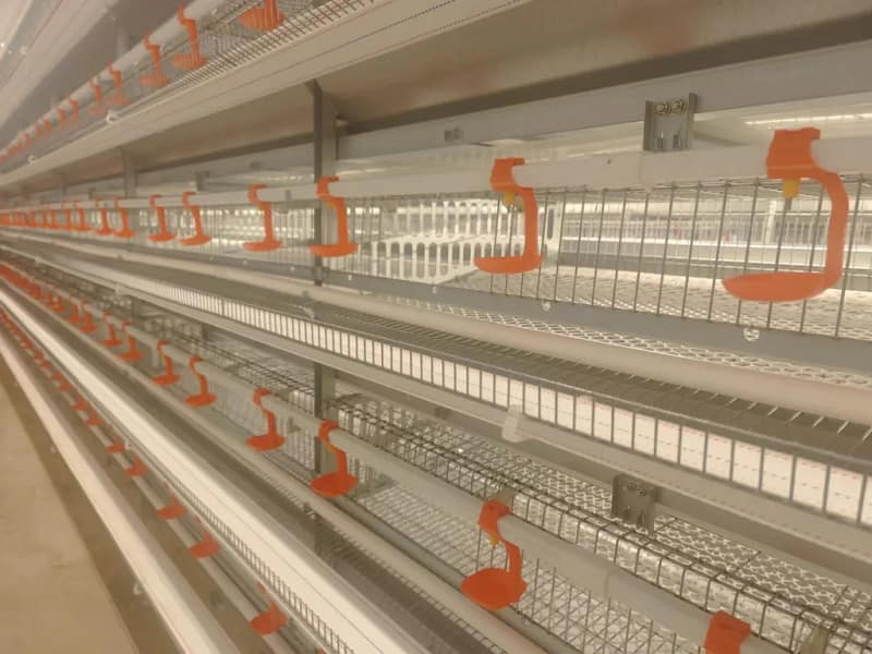 Quail cage