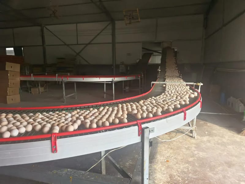 Central egg conveyor
