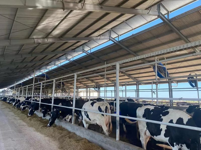 Cow equipment